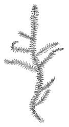 Rhytidiadelphus squarrosus, habit, dry. Drawn from B.H. Macmillan 90/6, CHR 456466.
 Image: R.C. Wagstaff © Landcare Research 2014 